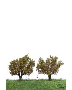 Løvtrær, , MBR52-2308