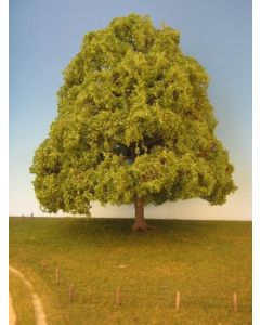 Løvtrær, Lind, 30 - 40 cm , MIN342-32